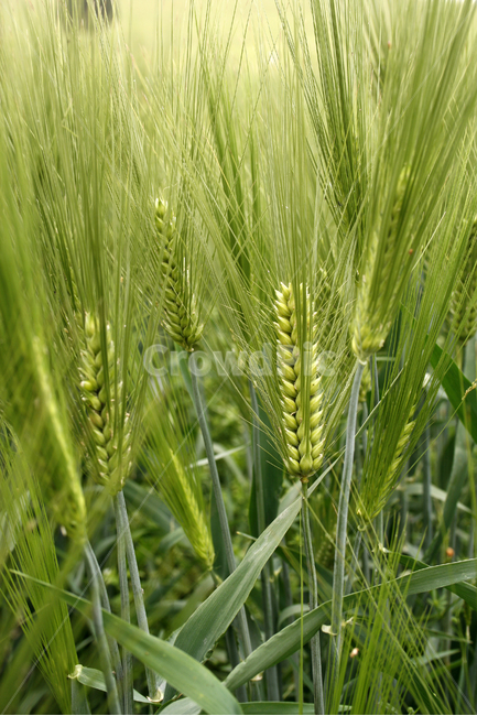 보리,밭,보리밭,식물,flower,plants,nature,풍경,식물,자연,plants,nature,곡류,곡식,cereals