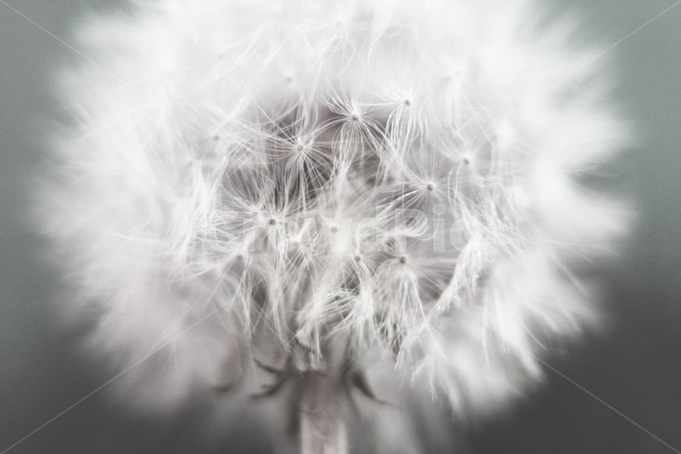 plant,식물,blossom,dandelion,민들레,flower,꽃,씨앗,접사,식물,자연,plants,nature