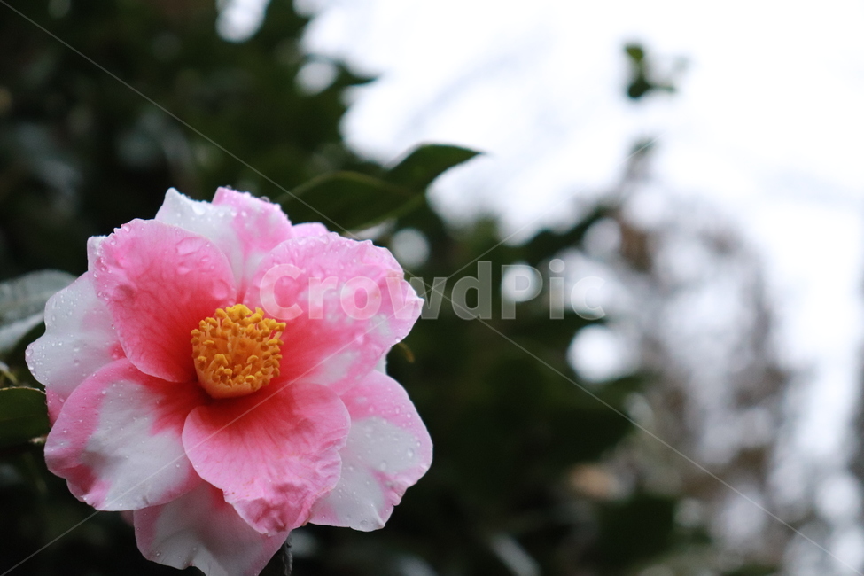 동백,동백꽃,겨울꽃,flower,비오는날,물방울맺힌꽃,꽃,flower