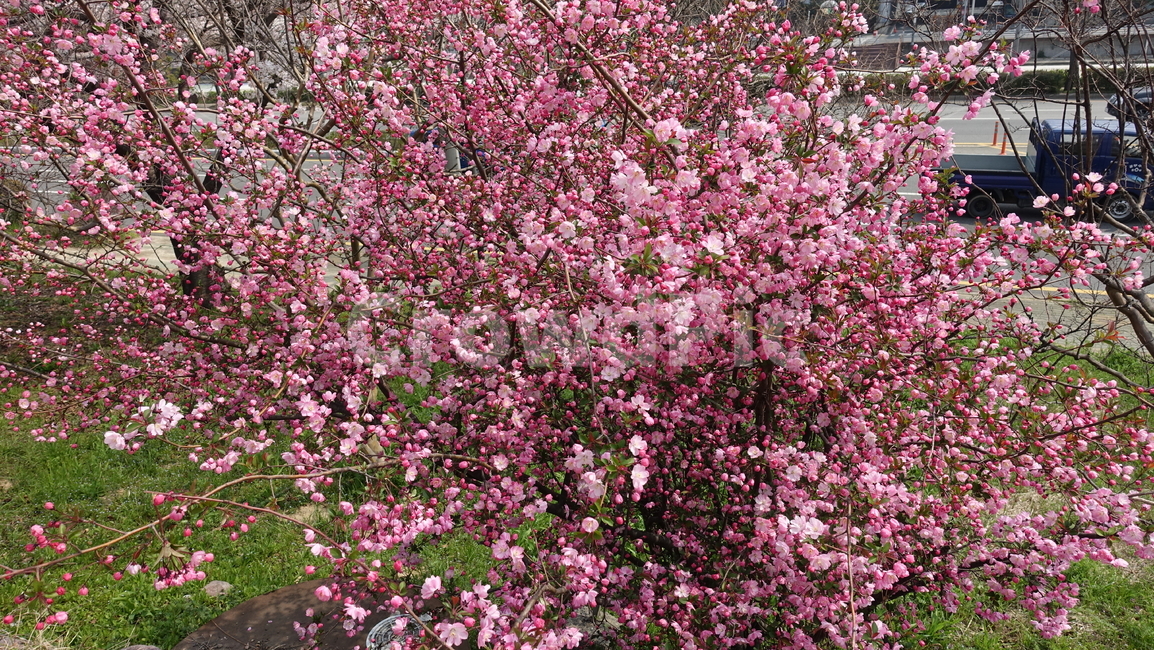 분홍꽃,봄꽃,꽃,식물,꽃나무,핑크색,식물,자연,plants,nature,꽃,flower
