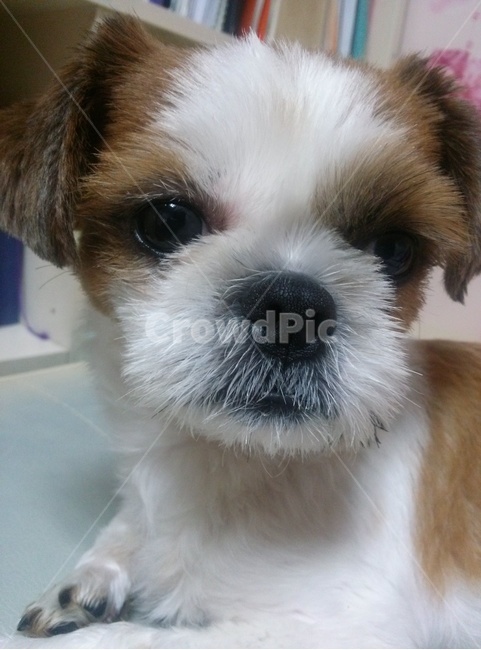 동물,animal,개,dog,강아지,puppy,시츄,shihtzu,개,강아지,dog,doggy
