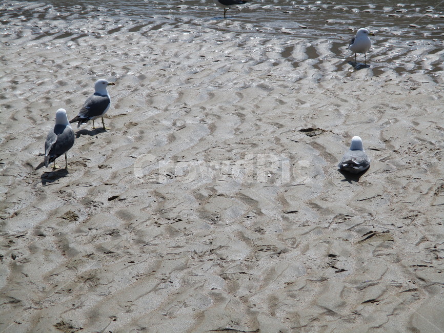 갈매기,bird,animal,새,동물,동물,animal,조류,새,birds