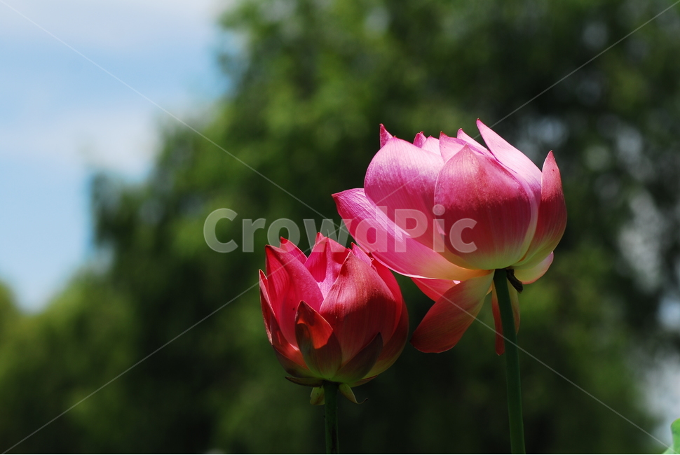 꽃,연꽃,궁남지,불교,여름,식물,자연,plants,nature,꽃,flower