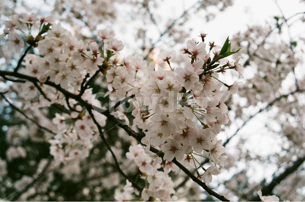 꽃,벚꽃,봄,벚꽃나무,계절,풍경,자연,힐링,감성,식물,spring,flower,봄꽃,season,봄,계절,spring,season,식물,자연,plants,nature,꽃,flower,plant,blossom