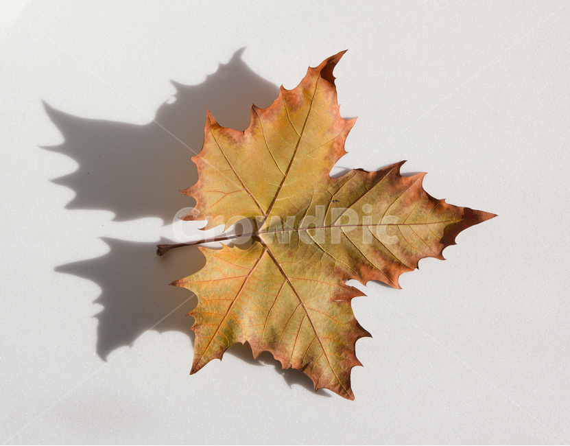 단풍,낙엽,잎,잎사귀,나뭇잎,이파리,자연,식물,갈색,단풍잎,가을,메이플,계절,브라운,탑,탑뷰,뒷면,잎맥,탑앵글,흰배경,메이플잎,플라타너스,노랑,옐로우,노란색