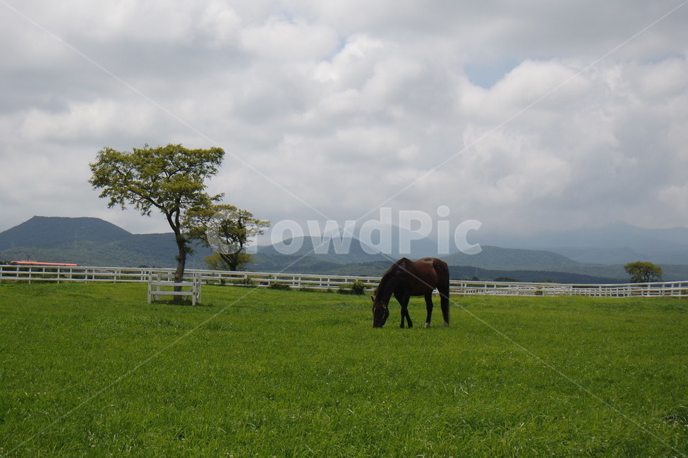 목장,말,렛츠런팜,제주도,구름,자연,풍경,nature,landscape,산업,industry,industrial,목축업,목장,livestock farming,ranching,pasture,field,들,outdoors,옥외,grassland,목초지,mammal,포유류,horse,animal,동물