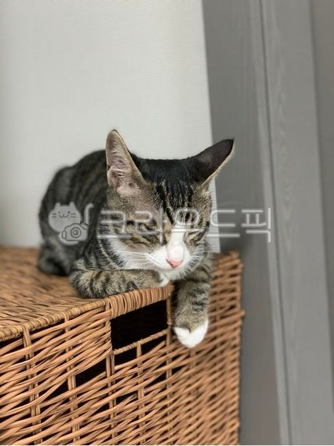 cat,고양이,졸리다,sleepy,줄무늬고양이