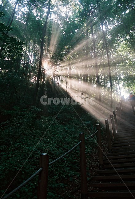 등산,계단,숲,빛갈라짐,풍경,자연,nature,landscape,자연,풍경,nature,landscape,light,빛,flare,플레어,handrail,난간,banister