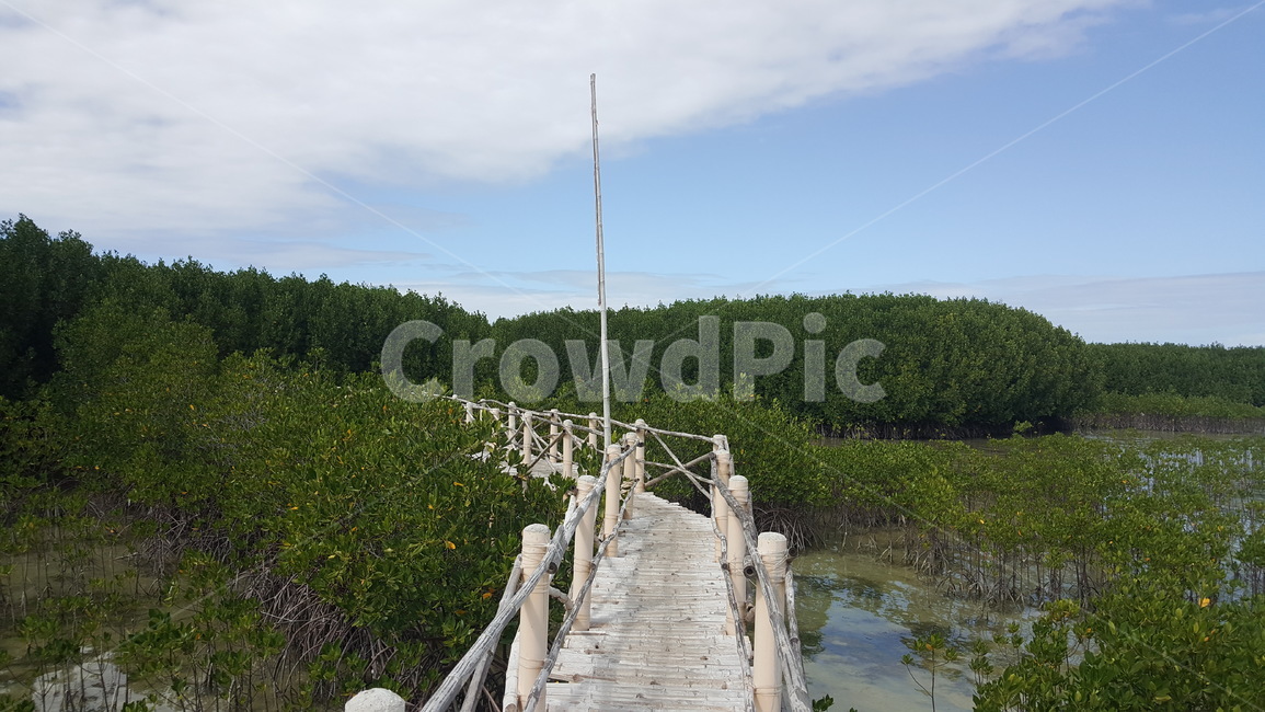 맹그로브나무,필리핀,반타얀,산책로,고요함,자연,풍경,nature,landscape,building,건물,bridge,다리,boardwalk,water,물