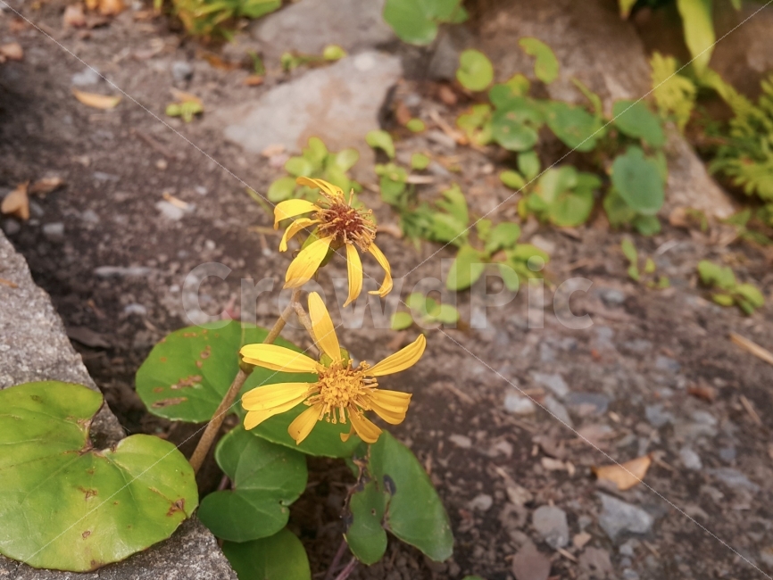 꽃,노란색,들꽃,꽃사진,노란꽃,식물,자연,plants,nature,꽃,flower