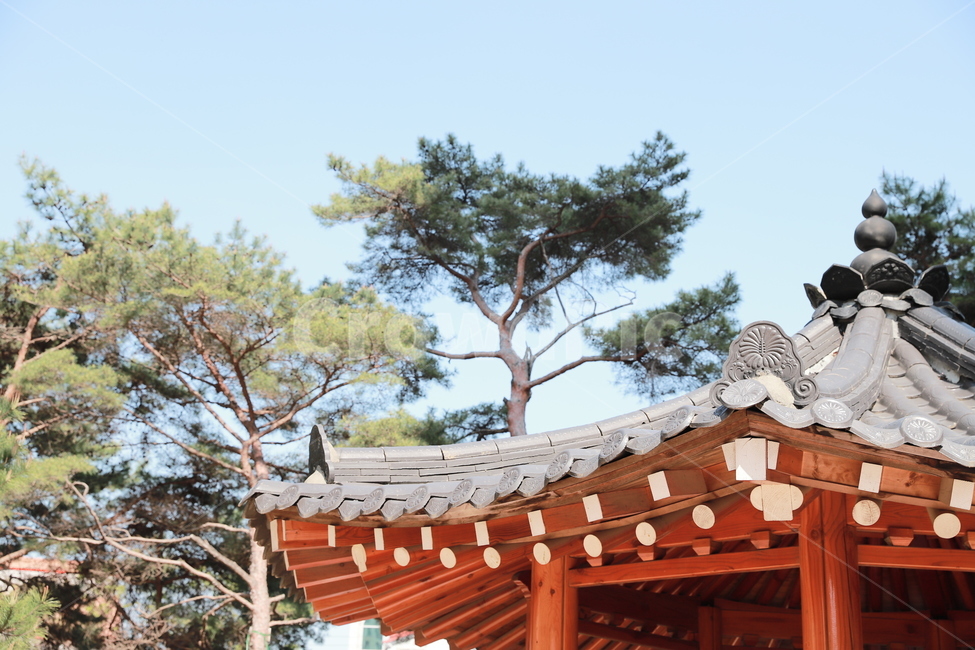 야외휴식처,정자,봄,자연,휴식,소나무