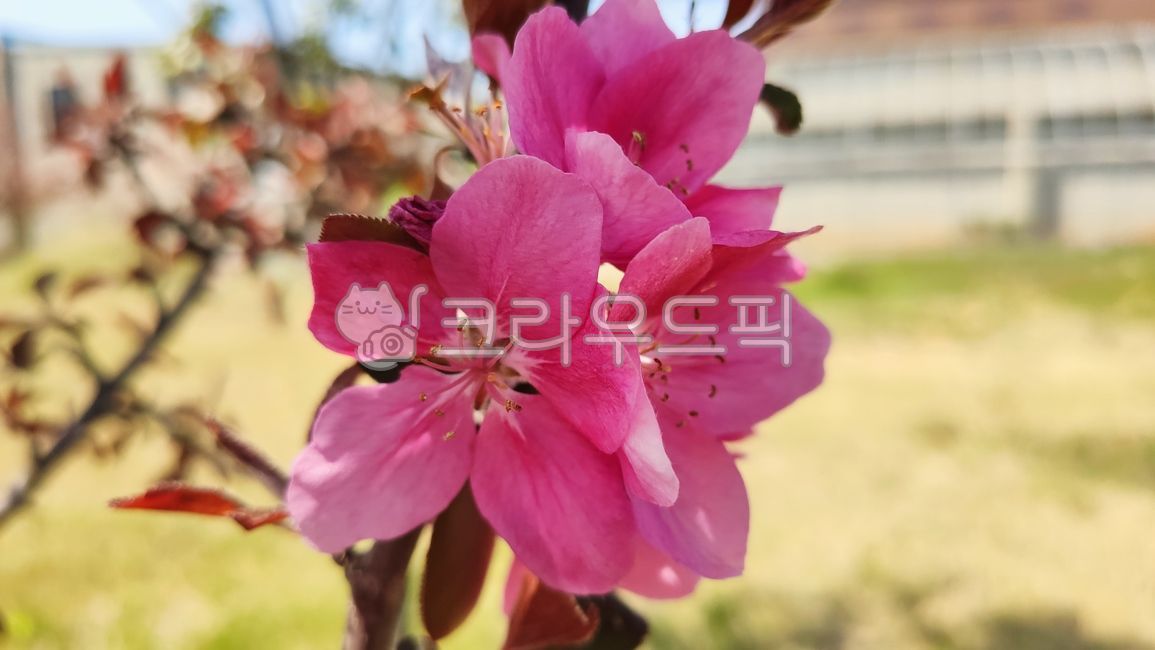 돌사과,꽃사과,사과꽃,꽃사과나무,벚잎꽃사과나무,malusfloribunda,plant,식물,blossom,flower,꽃