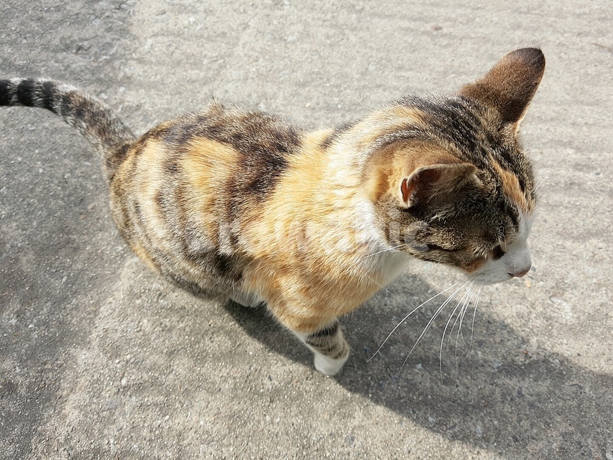 고양이,cat,길고양이,동물,animal