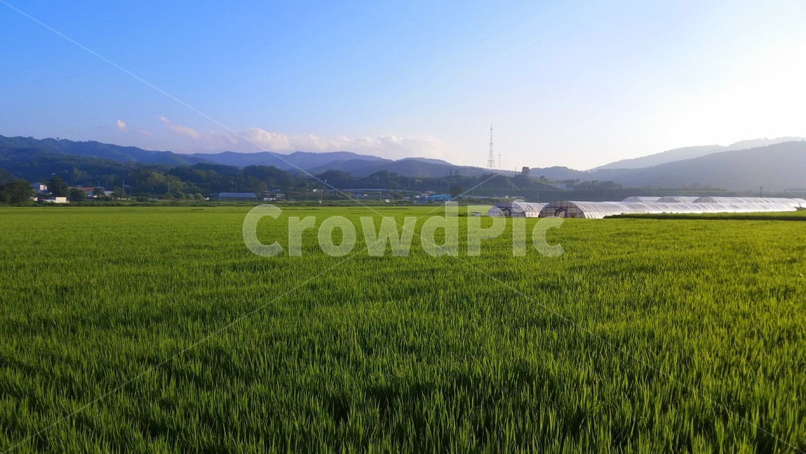 field,들,grassland,목초지,자연,nature,옥외,outdoors,countryside,논밭,비닐하우스,시골,마을,풍경,landscape,country,rural,town