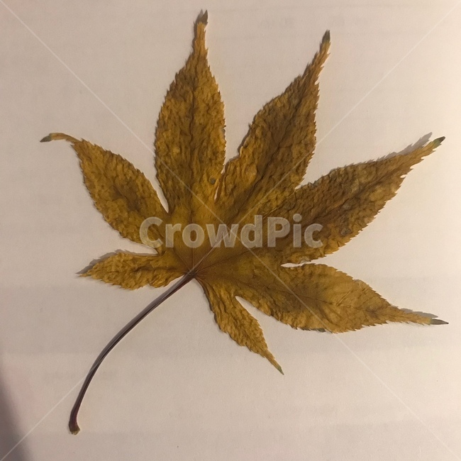 낙엽,단풍,노란색,yellow,brown