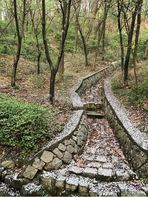 벚꽃,풍경,산,숲,낙화,자연,풍경,nature,landscape,ground,바닥,walkway,보도,path,통로,flagstone,판석