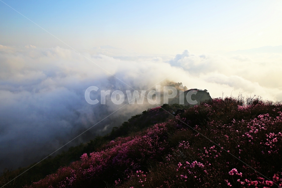 영취산,진달래,영취산운해,여수,봄,자연,풍경,nature,landscape,한국자연풍경,한국자연경관,korea nature landscape,weather,날씨,outdoors,옥외,flare,플레어,light,빛