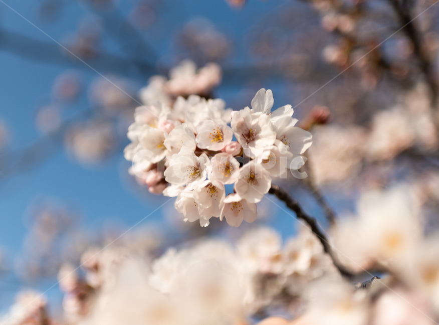 식물,벚꽃,봄,꽃,flower,plant,나무,꽃잎,식물,자연,plants,nature,꽃,flower