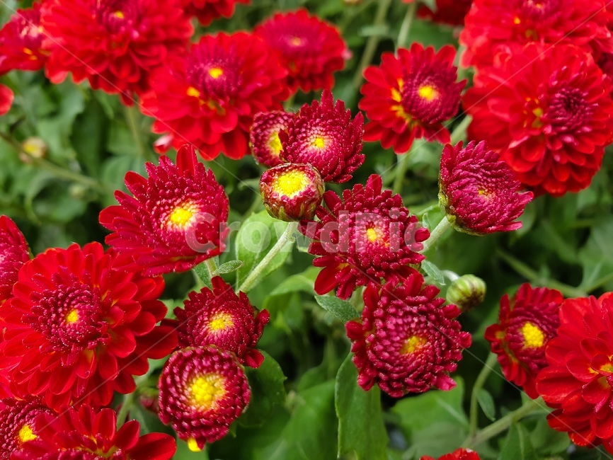 식물,국화,flower,꽃,꽃봉오리,dahlia,달리아,blossom,plant,가을,식물,자연,plants,nature,꽃,flower