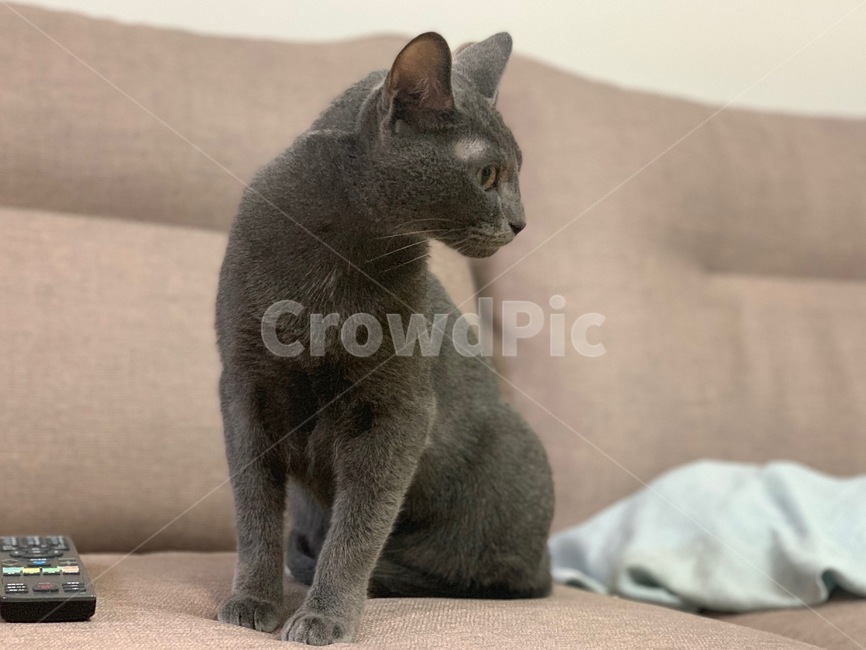 고양이,러시안블루,cat,animal,pet,mammal,포유류,동물,animal,포유류,mammal,고양이,cat,kitten,kitty