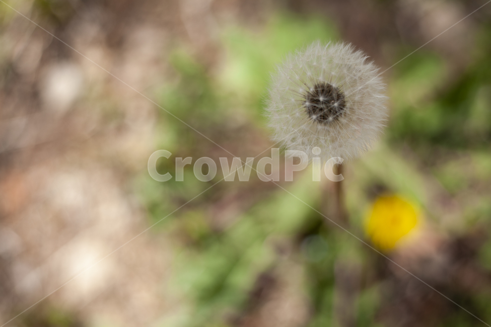 민들레홀씨,민들레,바람,씨앗,척박함,인내,식물,자연,plants,nature,꽃,flower