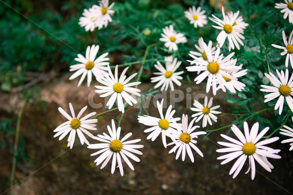 꽃,식물,계란꽃,흰꽃,풀잎,자연,풍경,노랑,흰색,감성,flower,야생초,식물,자연,plants,nature,꽃,flower