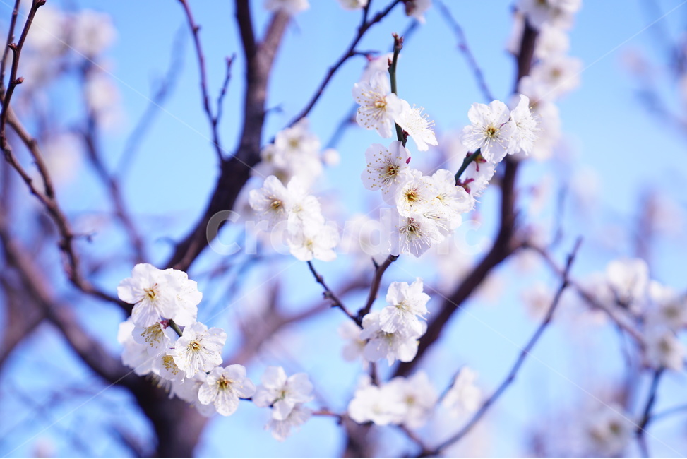 꽃,꽃사진,벚꽃,매화,꽃나무,봄,계절,spring,season,식물,자연,plants,nature,꽃,flower,감성,sensible,feeling,plant,blossom