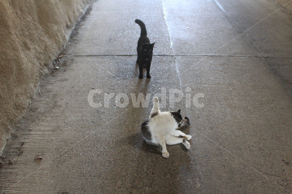 거리,동물,고양이,길고양이,고양이거리,터널,그늘,쉬는고양이,바닥,동물,animal,포유류,mammal,고양이,cat,kitten,kitty