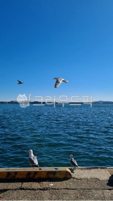 Beach,ocean,Harbor,bird,Seagull,water