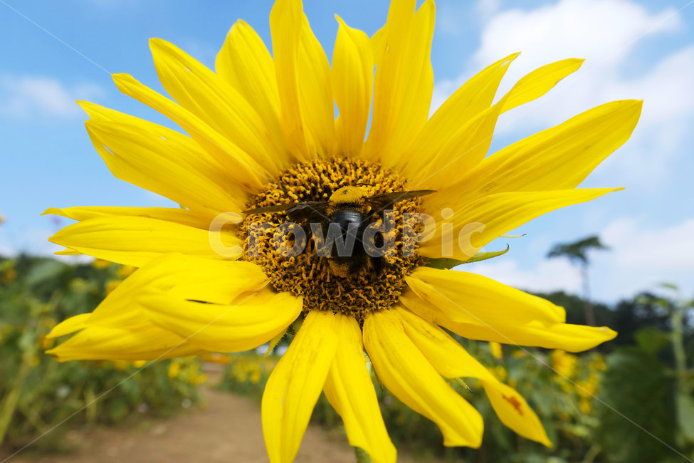 꽃,식물,해바라기,접사,plant,flower,sunflower,closeup,yellow,식물,자연,plants,nature,꽃,flower