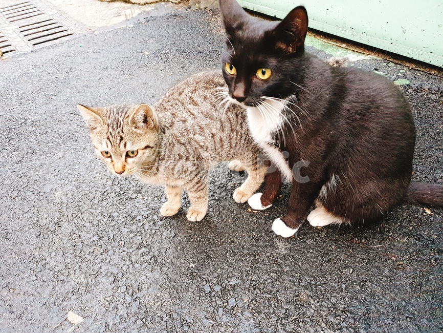 동물,고양이,길고양이,새끼고양이,animal,cat,동물,animal,포유류,mammal,고양이,cat,kitten,kitty