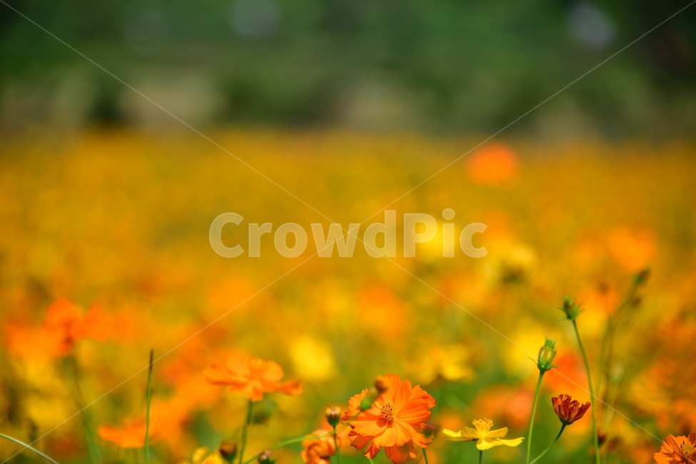 노랑,노란소스모스,가을,자연,코스모스,금계국,flower,plant,꽃,식물,자연,plants,nature,꽃,flower