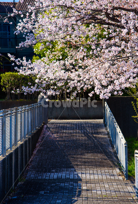 벚꽃,봄,봄꽃,꽃,식물,자연,핑크,핑크색꽃,계절,시즌,spring,春,スプリング,桜,벚나무,봄,계절,spring,season,handrail,난간,banister,plant,flower,blossom