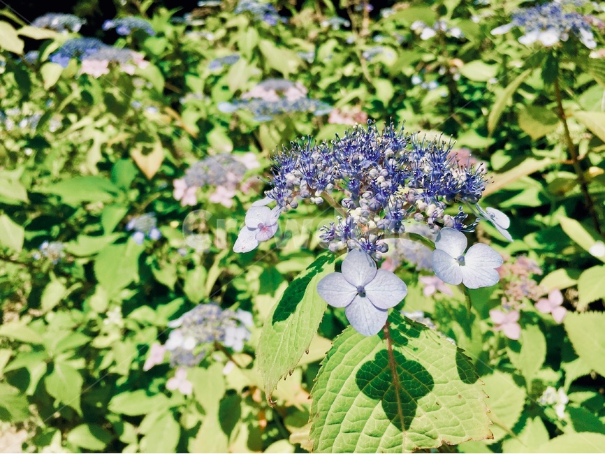 수국,꽃,풀,파란꽃,꽃배경,배경사진,꽃클로즈업,예쁜배경,이쁜배경,감성,감성사진,감성배경,식물,자연,plants,nature,꽃,flower