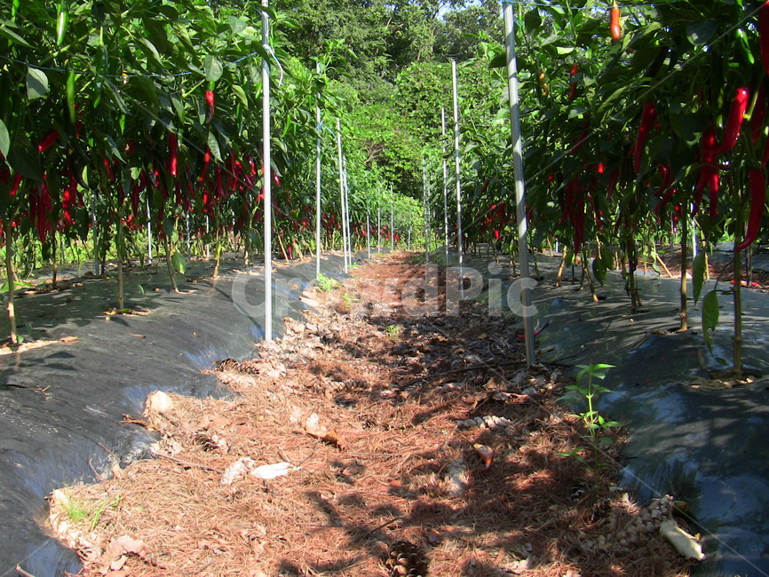 고추,고추밭,붉은고추,식물,자연,농업,농사,agriculture,farming,farming industry