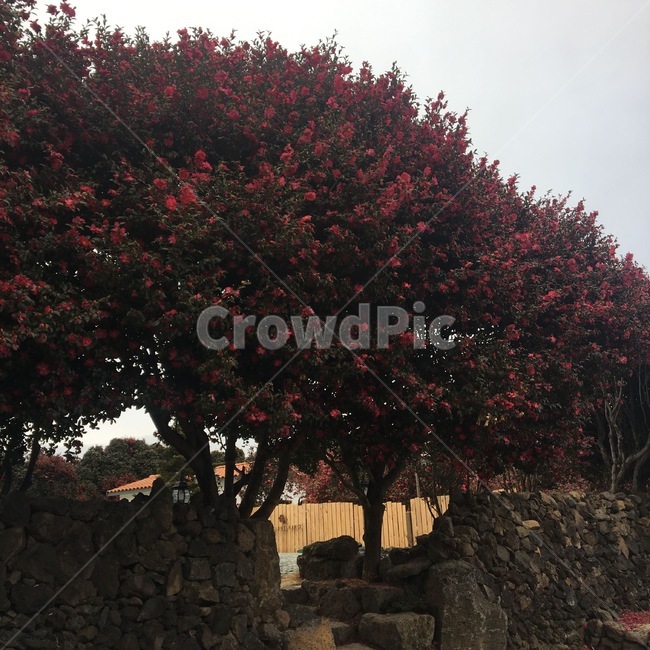 식물,tree,나무,동백꽃,동백군락지,위미리