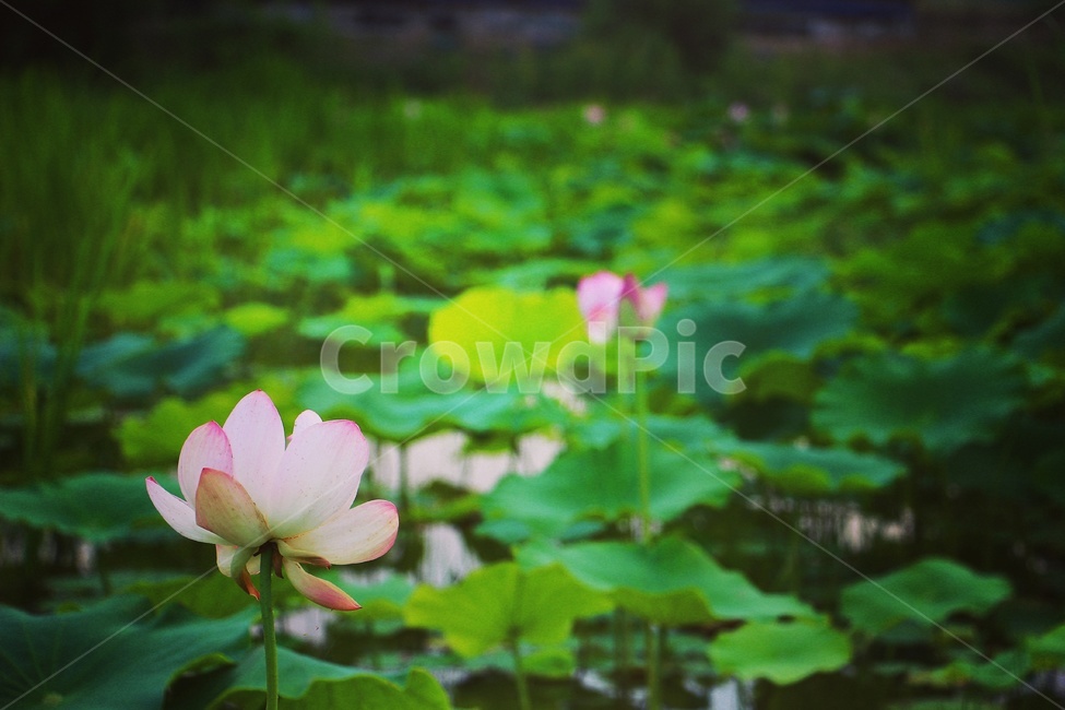 flower,식물,자연,nature,색감,감성,연꽃,꽃,식물,자연,plants,nature,꽃,flower