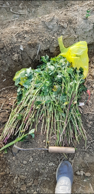 weekend farm,sweet potato shoot,urban farmer,garden,Planting sweet potatoes