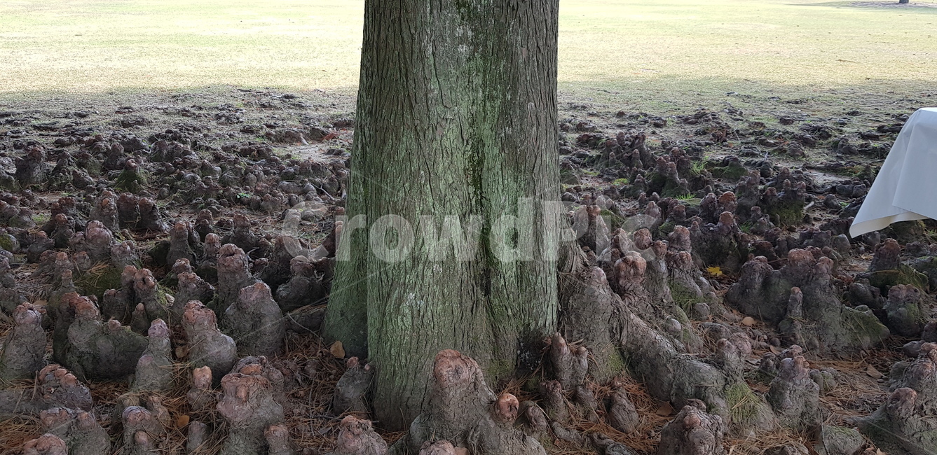 나무,굵은나무,나무껍데기,뿌리,잔디,자연,식물,나무뿌리,tree,plant,초록,땅,흙