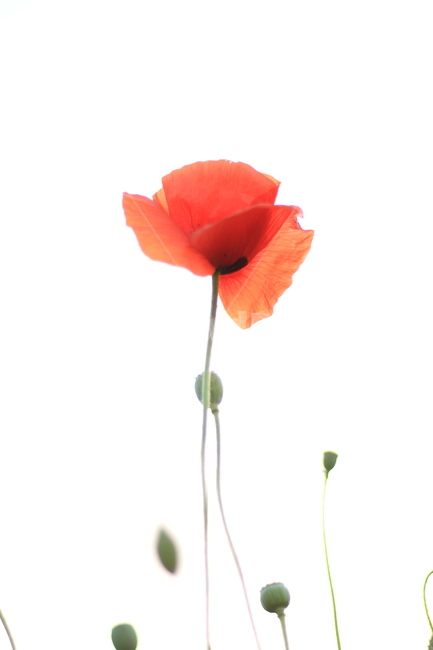 양귀비꽃,양귀비,papaversomniferium,꽃,flower,flowers,붉은꽃,redflower,6월꽃,6월의꽃,여름꽃,양귀비꽃밭,꽃밭,garden,flowergarden,flowerbed,꽃축제,6월꽃축제,올림픽공원,올림픽공원꽃축제,양귀비꽃축제,정원,공원,park,화단,식물,plant,plants,자연,nature,붉은색,예쁜꽃,beutiful,beutifulflower,식물,자연,plants,nature,꽃,flower