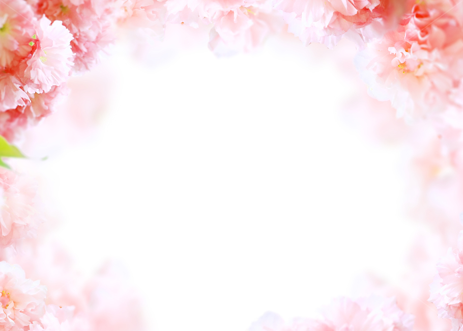 꽃,봄,프레임,백그라운드,배경이미지,식물,내츄럴,꽃송이,꽃잎,카네이션,분홍,핑크,카피스페이스,기념일,축하,anniversary,congratulation,celebrate,celebration