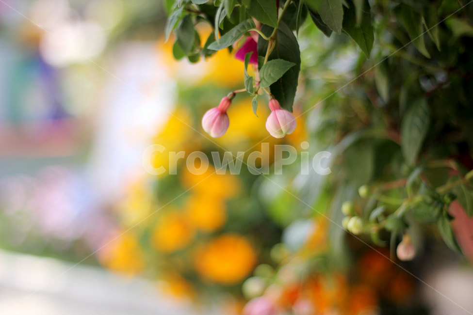 후크시아,꽃,꽃봉오리,나뭇잎,식물,nature,flower,plants,색상,색감,색채,나무,가지,줄기,잎,야생화,화분,노란색