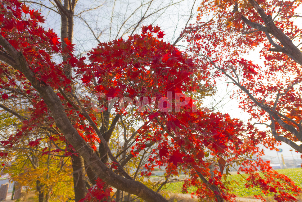 풍경,단풍,빨강,감성,가을,가을,계절,fall,autumn,season,식물,자연,plants,nature,나무,trees,wood,leaf,잎,plant,tree,maple