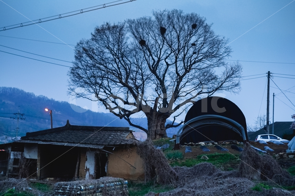 풍경,마을,농촌,저녁,나무,시골,마을,풍경,landscape,country,rural,town