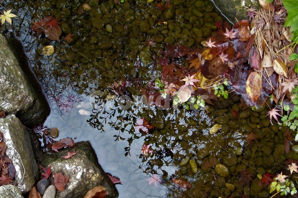 단풍,가을,물,반영,낙엽,자연,fallenleaves,autumn,water,reflection,fall,가을,계절,fall,autumn,season,leaf,잎,plant,식물,tree,나무