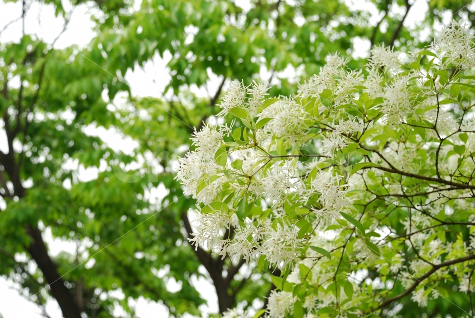 꽃,나무,식물,자연,배경,공원,산,흐린날,힐링,조경,tree,한국,하늘,나뭇잎,식물,자연,plants,nature,꽃,flower