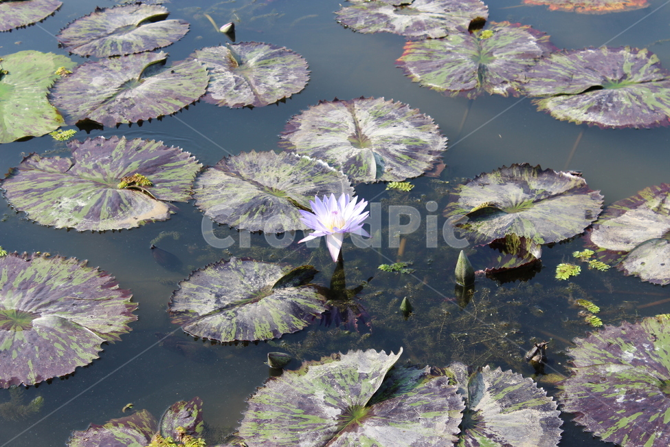 연잎,연못,연꽃,가시연잎,한송이,식물,자연,plants,nature,꽃,flower