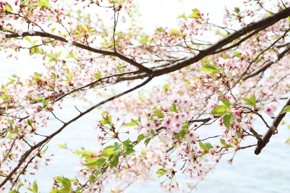 벚꽃,봄,봄꽃,벚꽃나무,cherryblossom