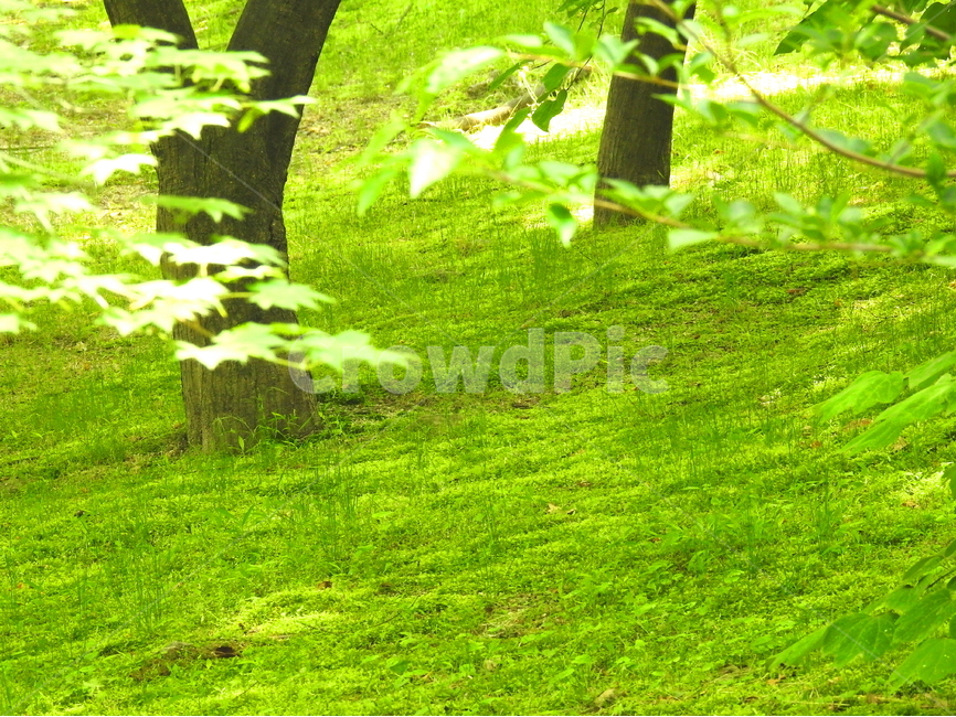 식물,나무,자연,풍경,들풀,식물,자연,plants,nature,나무,trees,wood,휴식,힐링,rest,relaxation,healing