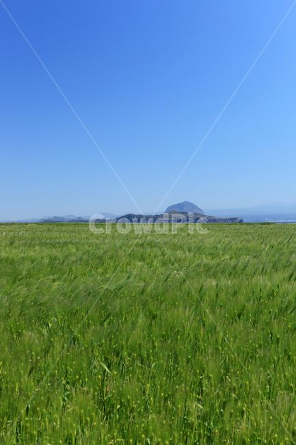 가파도,청보리,청보리밭,보리,보리밭,제주,제주도,섬,밭,논밭,논,시골,전원,식물,농작물,작물,녹색,그린,자연,지평선,하늘,배경,백그라운드,아름다운,풍경,농업,재배,곡물,송악산,산방산,한국